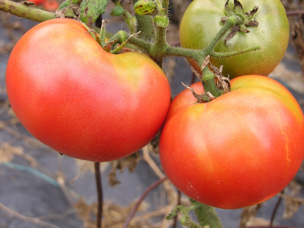 Brandywine Red Tomato Heirloom on the vine