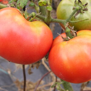 Brandywine Red Tomato Heirloom on the vine