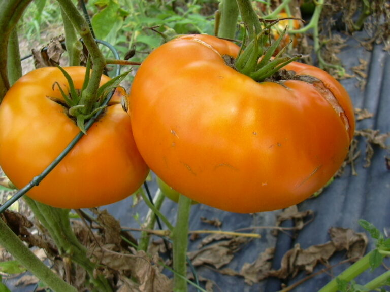 Amana Orange Heirloom Tomatoes growing on the vine