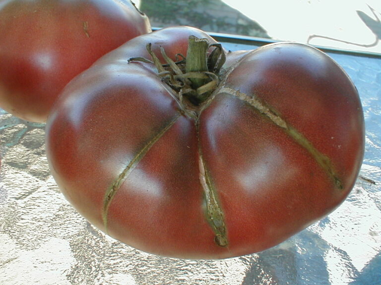 Cherokee Purple Tomato
