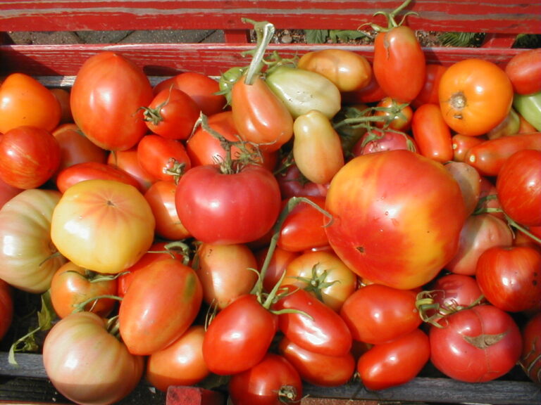 A variety of Heirloom Tomatoes sitting in a Red Radio Flyer Wagon