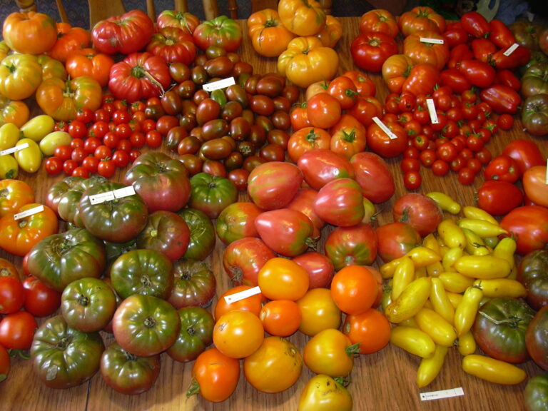 A table spread of different Heirloom Tomatoes, multiple sizes, shapes, and colors. Red, Yellow, Purple, Beefsteak, Paste, Oxheart, and Cherry Tomatoes.