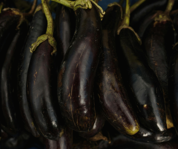 Black Beauty Eggplant (1)