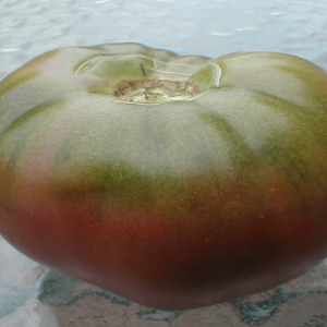 Cherokee Purple Tomato