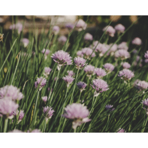 Chives with Purple Flowers