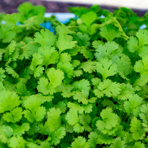 Cilantro in a raised bed (1)
