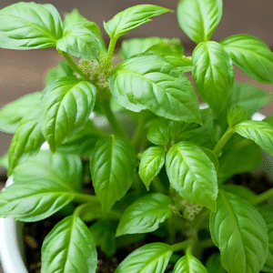 Italian Large Lead Basil
