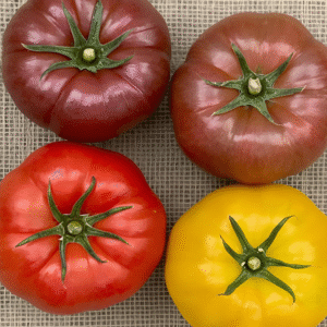 Rainbow Beefsteak Heirloom Tomato Blend