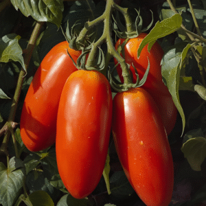 San Marzano Heirloom Tomatoes