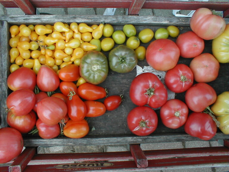Yellow Pear Heirloom Tomatoes sitting in a wagon with other heirlooms