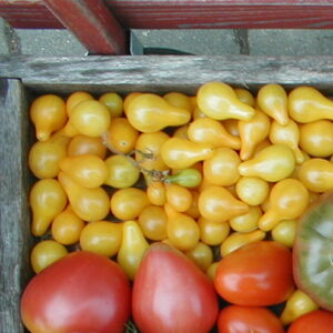 Yellow Pear Heirloom Tomatoes