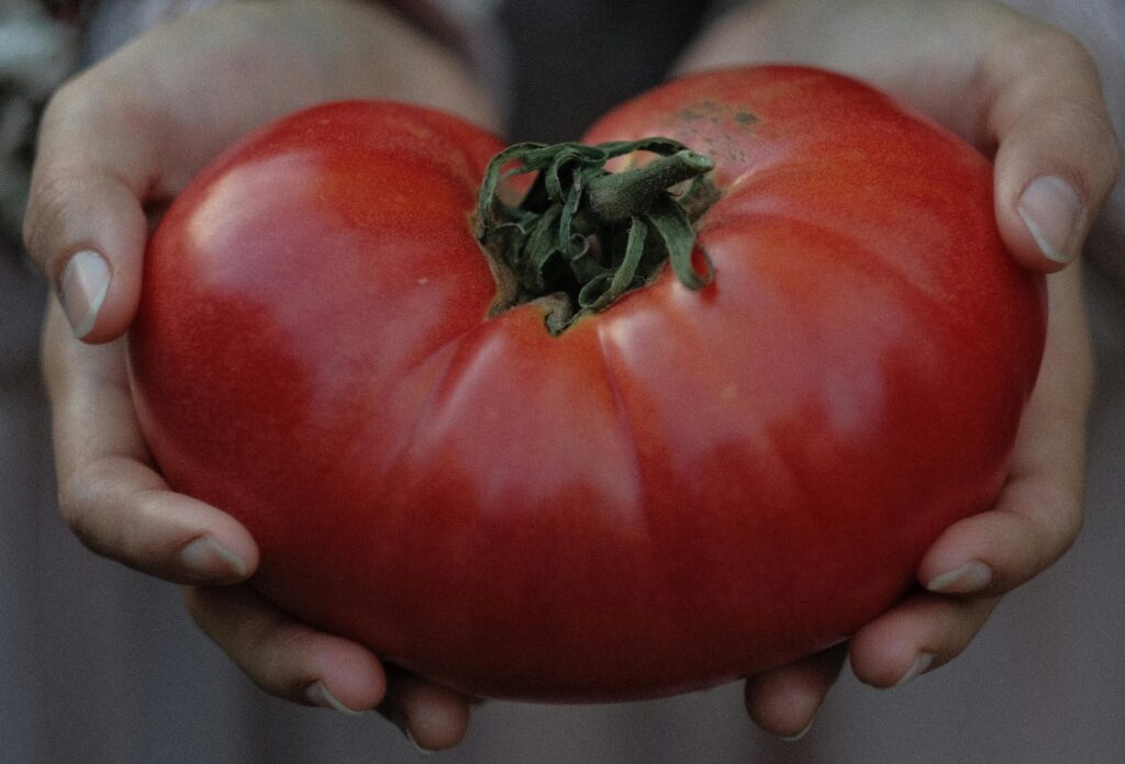 Person holding a bright red Brandywine heirloom tomato