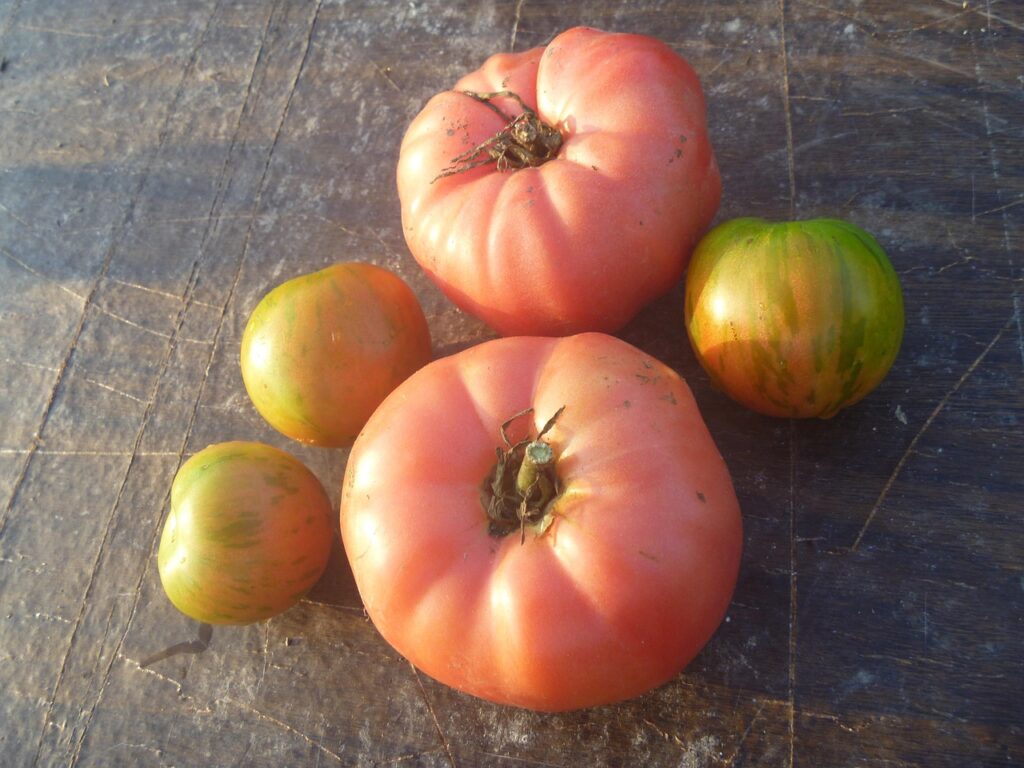 Yellow Brandywine Tomato and other heirloom tomatoes on a table