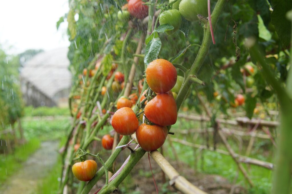 Tomatoes growing on a supporting trellis
